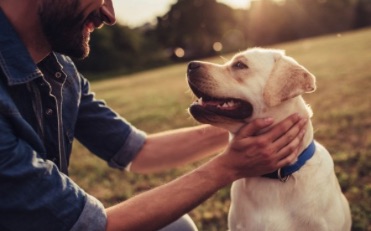 Jaki-wplyw-moze-miec-cbd-na-twoje-zwierze