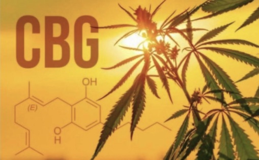 cbg-wszystko-co-musisz-wiedziec