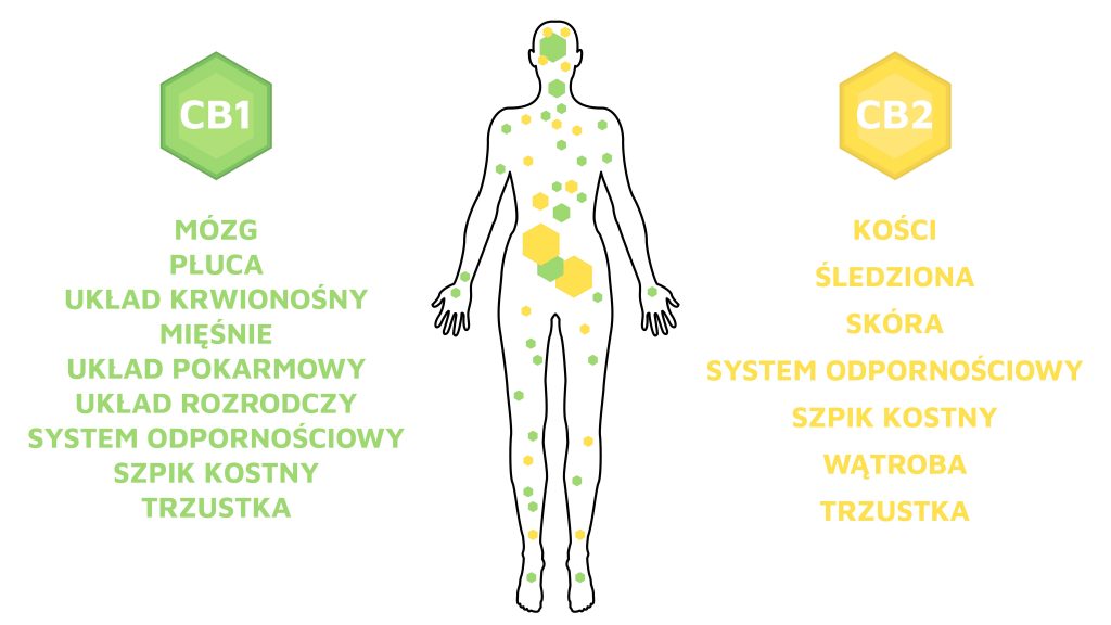 uklad-endokannabinoidowy