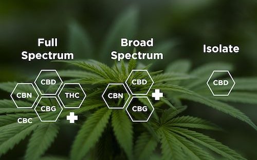 olej-cbd-o-pelnym-spektrum-vs-o-szerokim-spektrum-vs-izolat-cbd