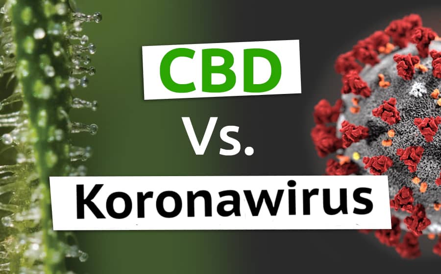 cbd-i-koronawirus-jak-moze-pomoc-2