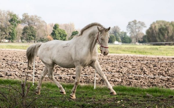 cbd-dla-koni-dzialanie-dawkowanie-produkty