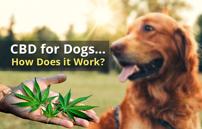CBD_for_Dogs