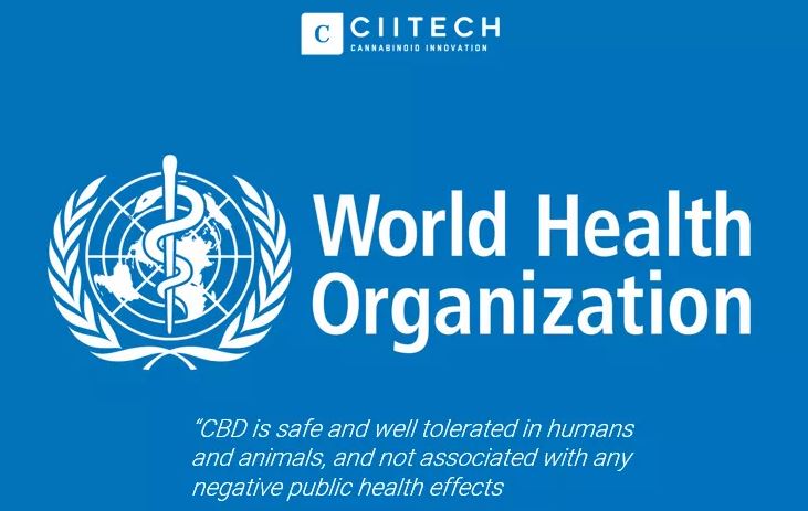 cbd-who-neshledala-rizika-nebezpeci