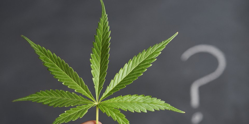 o-MATURE-MARIJUANA-facebook