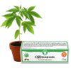 CBD Kendermag - 5db