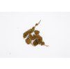 Susz CBD 8% do dalszego zastosowania, 5g