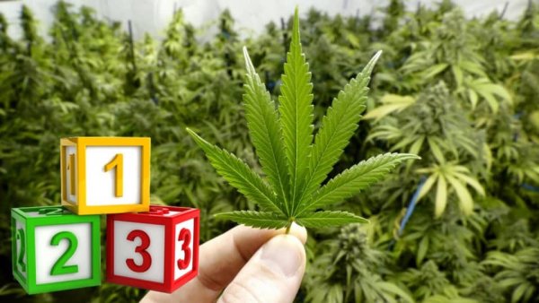 3 egyszerű lépés, hogy hogyan lehet a legjobbat kihozni a kenderből