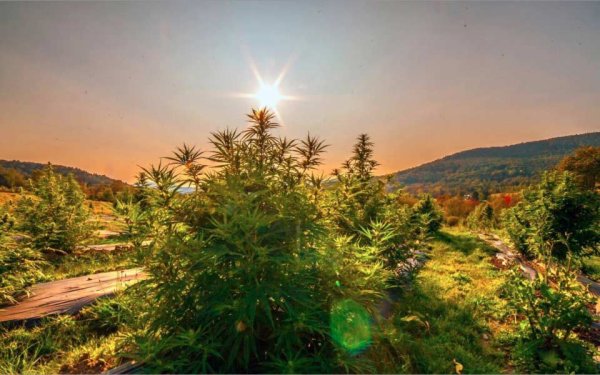 7 tipp a CBD újoncok számára