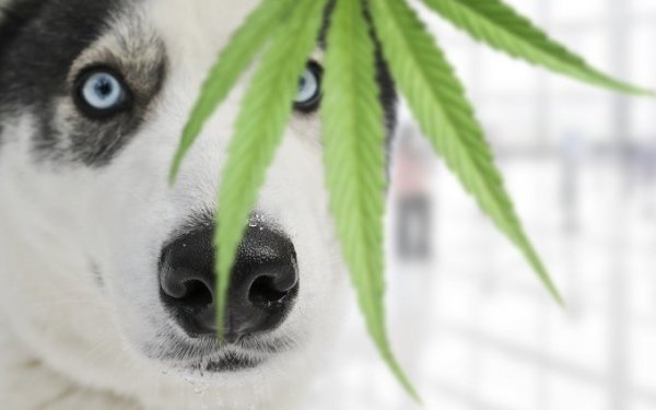 A CBD alkalmazása kutyáknál - mit mond a tudomány?