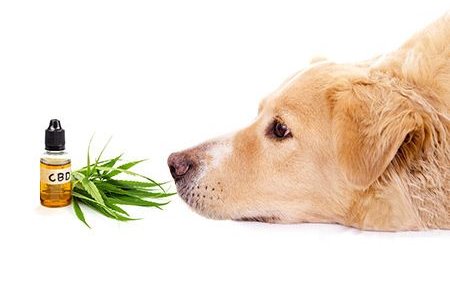 A CBD hatása a kutyákra