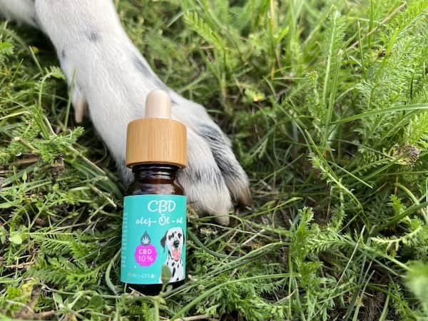 A legjobb CBD olaj kutyák és állatok számára
