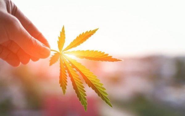 Az Ön története a kenderrel - Verseny a CBD kapszulákért
