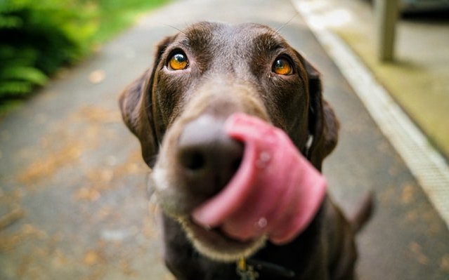 CBD az állatok étvágyának támogatására