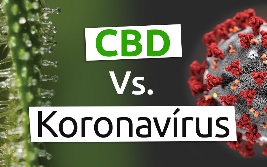 CBD és koronavírus – Segíthet?