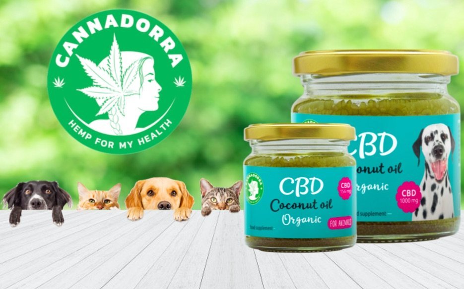 CBD kókuszolaj állatok számára - a legolcsóbb és leghatékonyabb termék házikedvencének