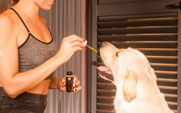 CBD kutyáknak - legújabb tanulmányok