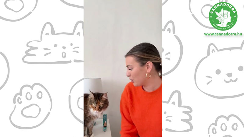 Milyen hatással van a CBD a macskákra?