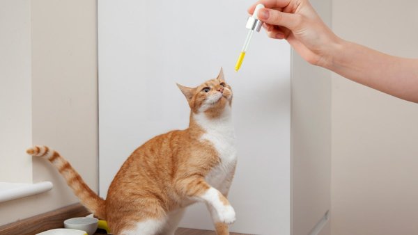 CBD olaj macskáknak - mikor és hogyan működik?