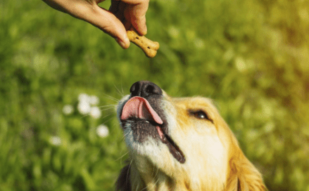 CBD receptek kutyáknak