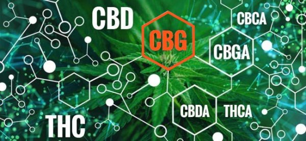 CBG Cannabigerol - ismerkedjünk meg vele