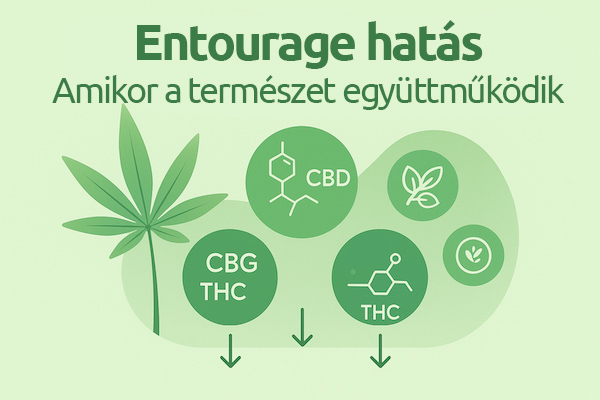 Mi az az entourage hatás, és miért kulcsfontosságú a kendertermékek hatékonysága szempontjából?