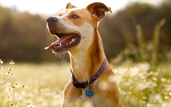 Hogyan, és miként használható a CBD az állatoknál?