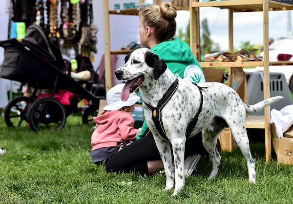 Hogyan kezelhető a kutyák allergiája gyógyszerek nélkül?