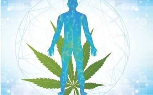 Hogyan működik a CBG az emberi testben?