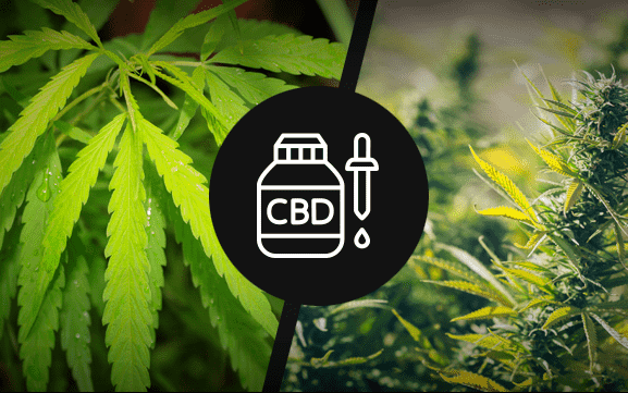 Kender fajták - hány létezik és mit tudunk róluk