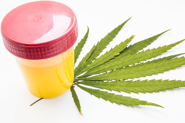 Kimutatható a CBD olaj drogteszten?