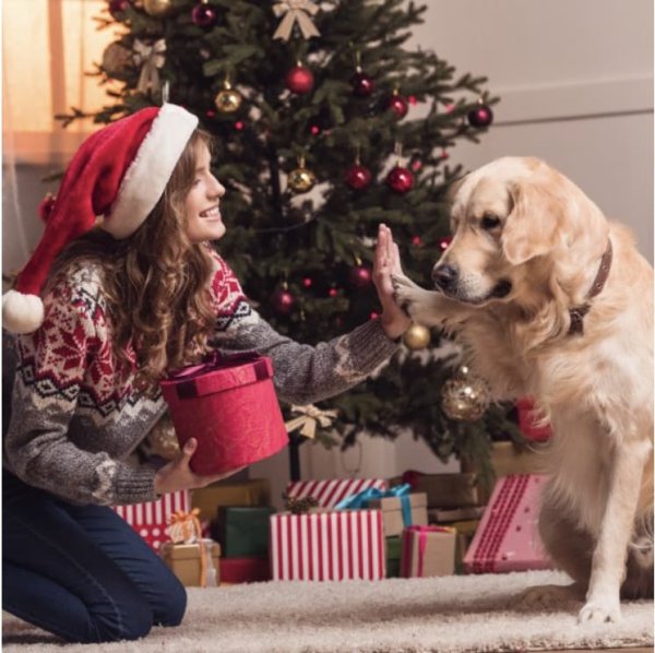 Szeretne Ön és kedvence stresszmentes lenni az újév ünneplése alatt? Van megoldásunk!