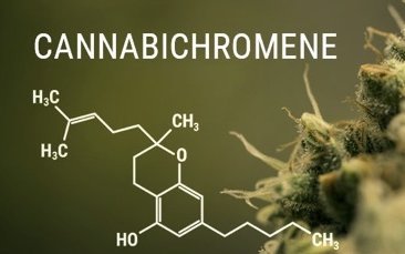 Új kannabinoid - CBC - hogyan segíthet?