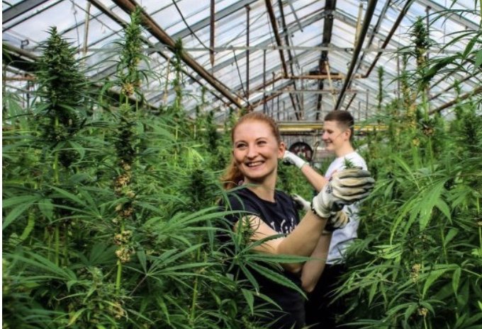 Ünnepelje a Föld napját kenderrel!