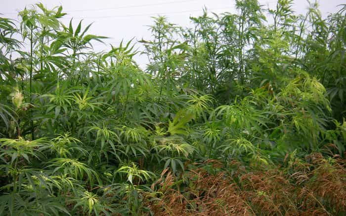 Vadkender és kender, mi a különbség? Mindent a vadkenderről