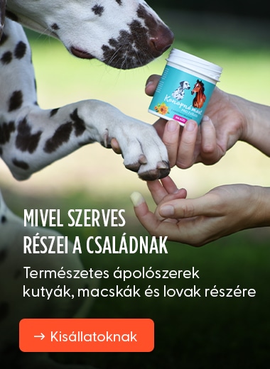 Mivel a család tagjai