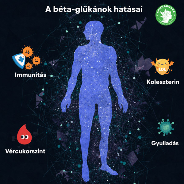A béta-glükánok hatásai