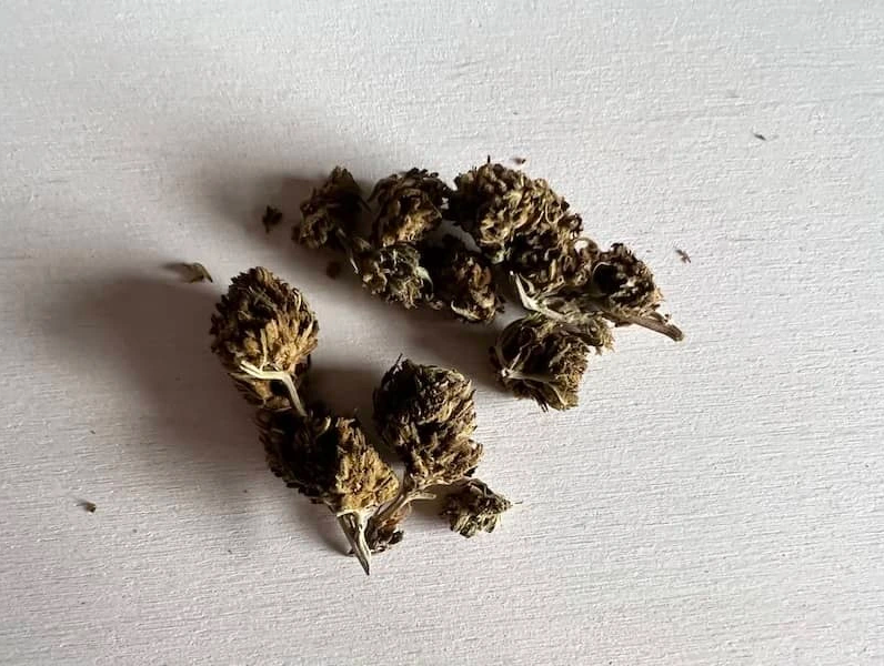 cbd-herb-bud