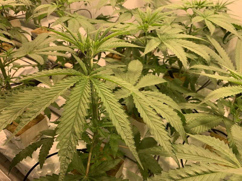 Vláda nezařadila kratom a kanabinol HHC na seznam zakázaných látek