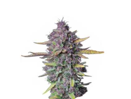 Wholesale Narcos Sueno Purple Punch Automatic 3 seeds pack
