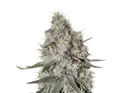 Wholesale Narcos La Catedral Feminized 3 seeds pack