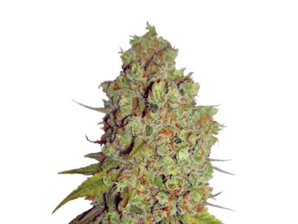 Wholesale Narcos Agent Murphy Feminized 3 seeds pack