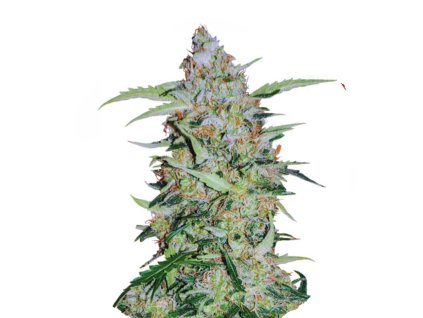 Wholesale Narcos Popeyes Cookies Feminized 3 seeds pack
