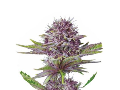 Wholesale Narcos Sabroso Cherry Feminized 3 seeds pack