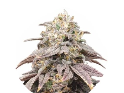 Wholesale Narcos Forbidden Fruta Cake Feminized 3 seeds pack