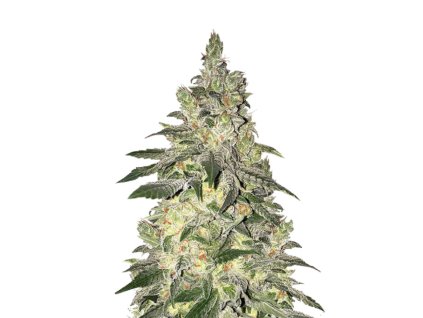 Wholesale Narcos Kingping Kush Feminized 3 seeds pack 1