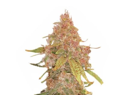 Wholesale Narcos El Patron Dosidos Automatic 3 seeds pack