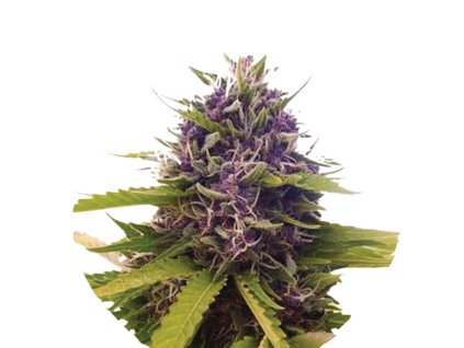Wholesale Narcos Blackbeard Feminized 3 seeds pack 1