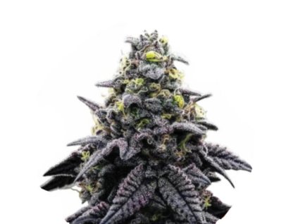 Wholesale Narcos Ak Automatico Automatic 3 seeds pack
