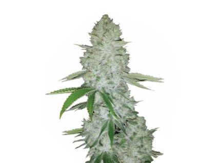 Wholesale Narcos Miami Sunset OG Feminized 3 seeds pack